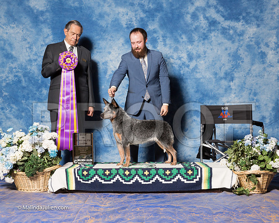 Australian Cattle Dog #48 Fri S2 BOB Vicki Hall Judge Alberto Berrios-_ST_7738