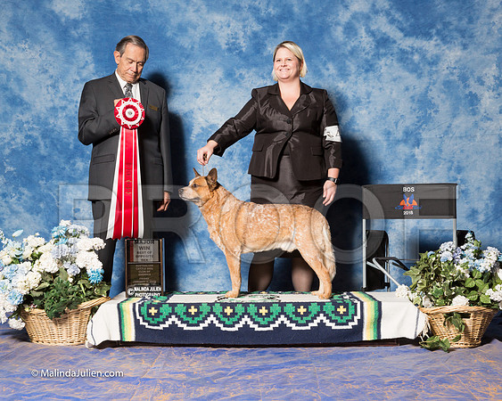 Australian Cattle Dog #49 Fri S2 BOS TACKETT Liz, & Jan Lewis Judge Alberto Berrios-_ST_7753