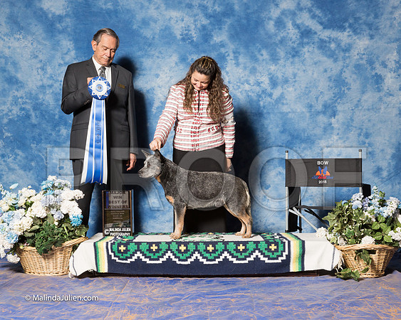 Australian Cattle Dog #57 Fri S2 BOW BOUL Guy, and Kerry Hamilton Judge Alberto Berrios-_ST_7750