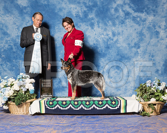Australian Cattle Dog #60 Fri S2 SB Tibbets Caden Judge Alberto Berrios-_ST_7747