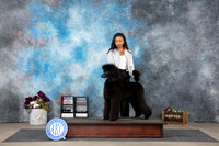 Poodle Standard #18 Sun WBBOS Judge Donelle Richards