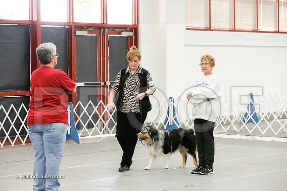Australian Shepherd #86 Fri Nov B Angela Averhart-_CL_7736
