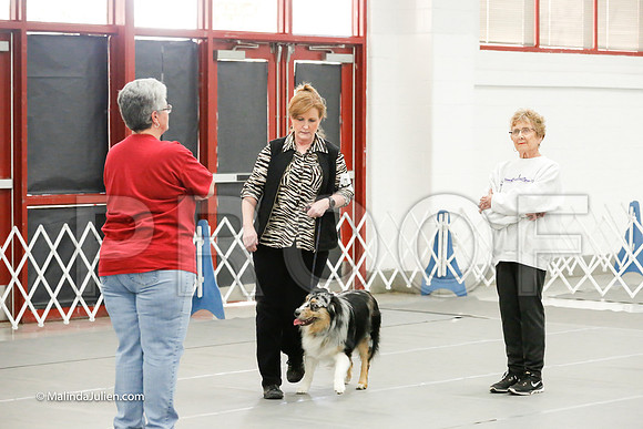 Australian Shepherd #86 Fri Nov B Angela Averhart-_CL_7747