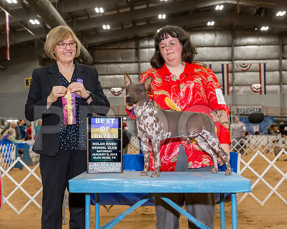 American Hairless Terrier #17 Sat BOB Townsend Kellya Rachel Judge Ms Grace M Fritz-_CL_7950