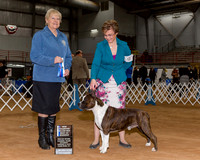 American Staffordshire Terrier #9 Sat BOW NC Maj Niel Jeaneen Stephanie Rogers Brenda Tatro Judge Mrs Terry L Berrios