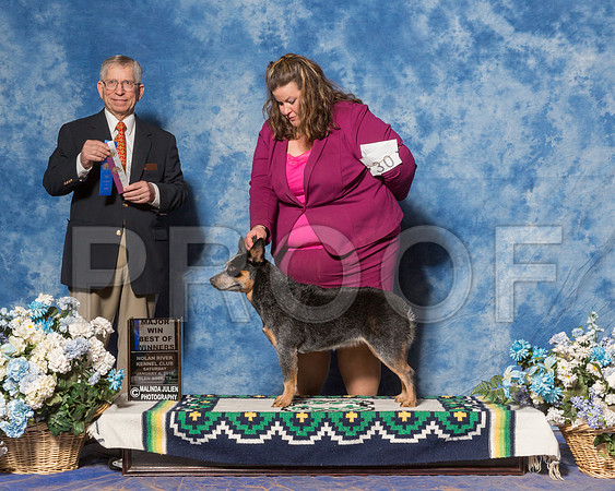 Australian Cattle Dog #30 Sat Maj Res Miskovsky Paul D Sherri Swanton Judge Mr Richard J Lewis-_ST_7785