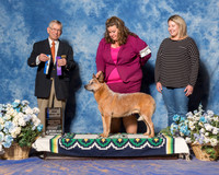 Australian Cattle Dog #5 Sat BOW WD Maj Weiss Bonnie L Agent Thomas L Vinson Judge Mr Richard J Lewis
