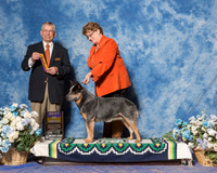 Australian Cattle Dog #55 Sat BOB Lewis La Vonda B Judge Mr Richard J Lewis