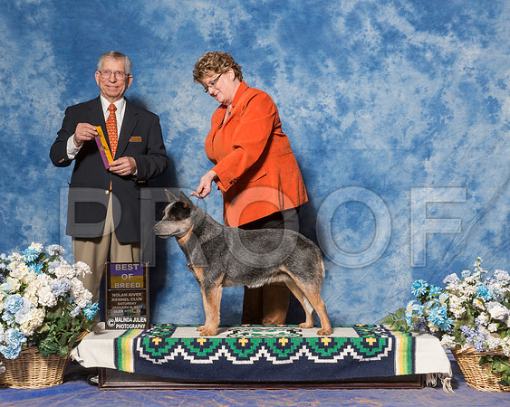Australian Cattle Dog #55 Sat BOB Lewis La Vonda B Judge Mr Richard J Lewis-_ST_7777