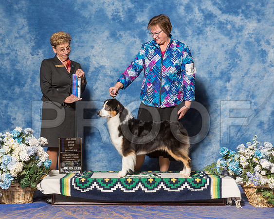 Australian Shepherd #16 Sat BOW Maj Godbee Lynn Sherry Green Agent Susan M Taylor Katzenstein Judge Ms Susan Godek-_ST_7769