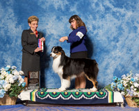 Australian Shepherd #29 Sat OH WD Maj Hampton Carol Harvey Brent Cherilynn Clark Judge Ms Susan Godek