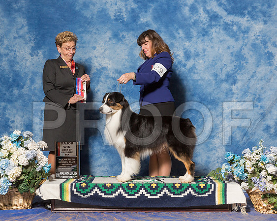 Australian Shepherd #29 Sat OH WD Maj Hampton Carol Harvey Brent Cherilynn Clark Judge Ms Susan Godek-_ST_7766