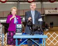 French Bulldog #29 Sat BOW Maj Wilson Richard Judge Mrs Tomas Gomez