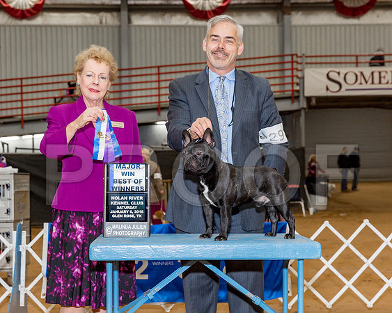 French Bulldog #29 Sat BOW Maj Wilson Richard Judge Mrs Tomas Gomez-_CL_7966