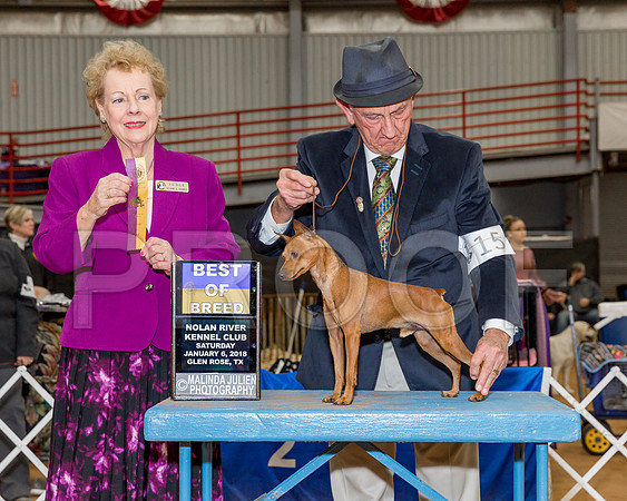 Miniature Pinscher #15 Sat BOB Dewey Larry Penny Dan Bayless CM Smith Judge Mrs Tomas Gomez-_CL_7930