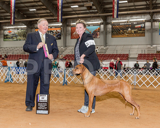 Rhodesian Ridgeback #24 Sat BOB OH BOB Stone Andrea Heather Macphail Judge Mr Howard M Yost-_CL_7959