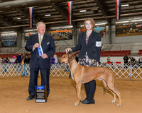 Rhodesian Ridgeback #5 Sat BOW Howeth Paula Judge Mr Howard M Yost
