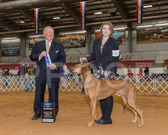 Rhodesian Ridgeback #5 Sat BOW Howeth Paula Judge Mr Howard M Yost-_CL_7962