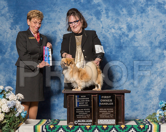 Tibetan Spaniel #15 Sat BOW Maj Champ Podsednik Gina T Judge Ms Susan Godek-_ST_7775