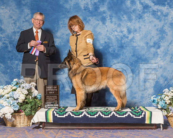 Belgian Tervuren #8 Sat BOS Thomas Patricia Gerard Bermel Judge Mr Richard J Lewis-_ST_7824