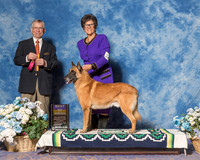 Belgian Malinois #9 Sat Hoerster Pamela BOB Judge Mr Richard J Lewis