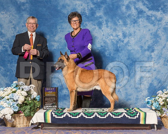 Belgian Malinois #9 Sat Hoerster Pamela BOB Judge Mr Richard J Lewis-_ST_7826