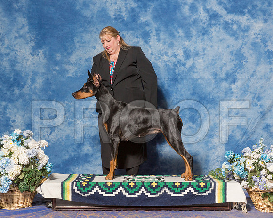 Doberman Pinscher #32 Sat WB Wilemon Tina C Judge Mrs Terry L Berrios-_ST_7800