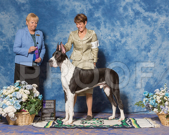 Great Dane #15 Sat WD Beilke Lori Judge Mrs Terry L Berrios-_ST_7806