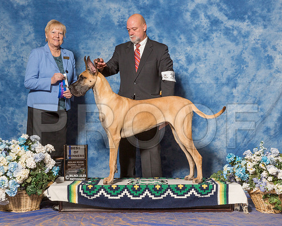 Great Dane #24 Sat BOW Weber Eric Sonya Judge Mrs Terry L Berrios-_ST_7804