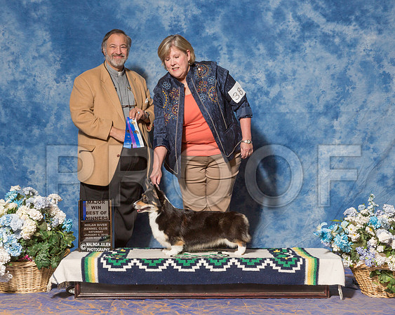Pembroke Welsh Corgi #38 Sat BOW Maj English Molly Rammy Floyd Judge Rev Dr C Patrick Ormos-_ST_7813