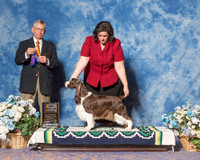 Springer Spaniel #15 Sat BOB Keller Al Teri Judge Mr Richard J Lewis