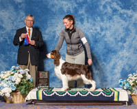 Springer Spaniel #19 Sat BOS Maj Gmitter Kathy Nancy Johnson Judge Mr Richard J Lewis