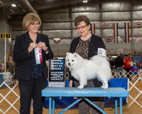 American Eskimo Dog #6 Sat BOB OH Waldrop Tammy Emanuel Hollander Judge Ms Grace M Fritz