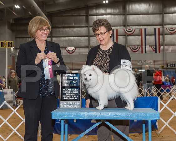 American Eskimo Dog #6 Sat BOB OH Waldrop Tammy Emanuel Hollander Judge Ms Grace M Fritz-_CL_7980