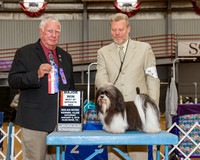 Havanese #18 Sat BOS Maj Mchugh Deborah Agent Wade Koistinen Judge Mr Don Sutton