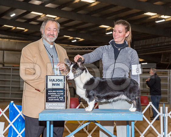 Cardigan Welsh Corgi #8 Sat SB Anderson Lisa DVM Judge Rev Dr C Patrick Ormos-_CL_8006