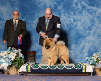 Chow Chow #10 Sat BOS Elledge Ira Jonathan Judge Mr Vincent P Chianese