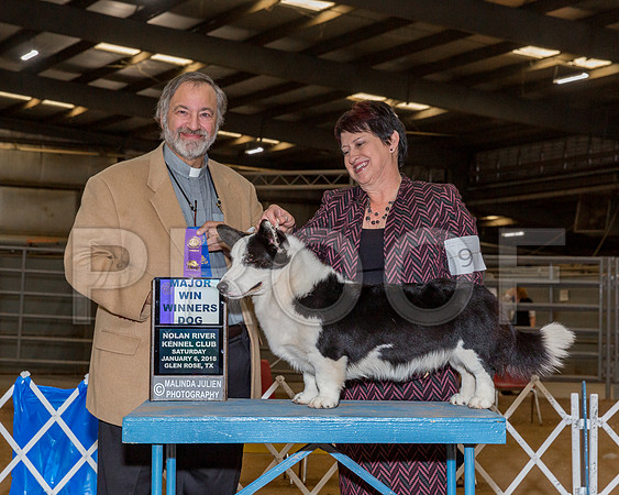 Cardigan Welsh Corgi #9 Sat WD Maj Phillips Lisa Barbara Merickel C Chapel Judge Rev Dr C Patrick Ormos-_CL_8002