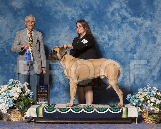 Mastiff #9 Sat WD BOW Granco Donna Tara Gray Judge Mr Tomas Gomez-_ST_7832