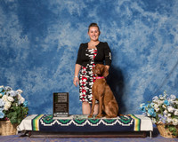 Vizsla #R66 Sat New Title Rally Nov Sternisha Leanna Andrew Judge Terry Lynn Thornton