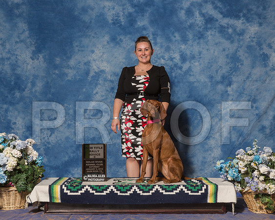 Vizsla #R66 Sat New Title Rally Nov Sternisha Leanna Andrew Judge Terry Lynn Thornton-_ST_7838