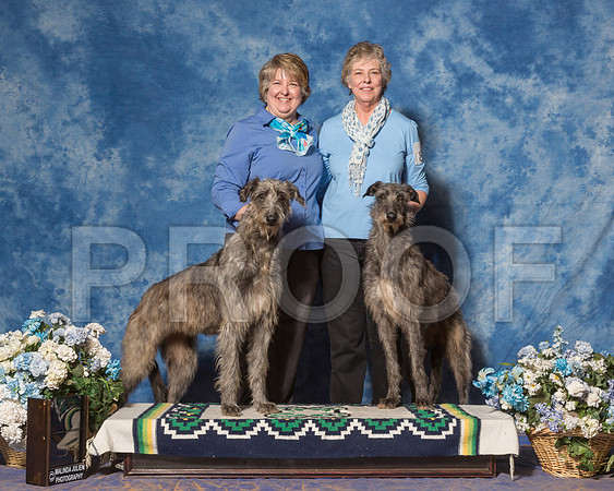 Irish Wolfhound #6 Sat CUSTOM Gill Sheila Ian Judge Mr Alberto Berrios-_ST_7853