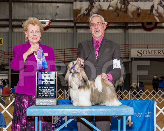 Shih Tzu #11 Sat WD Maj Haley Dan Judge Mrs Tomas Gomez-_CL_8015