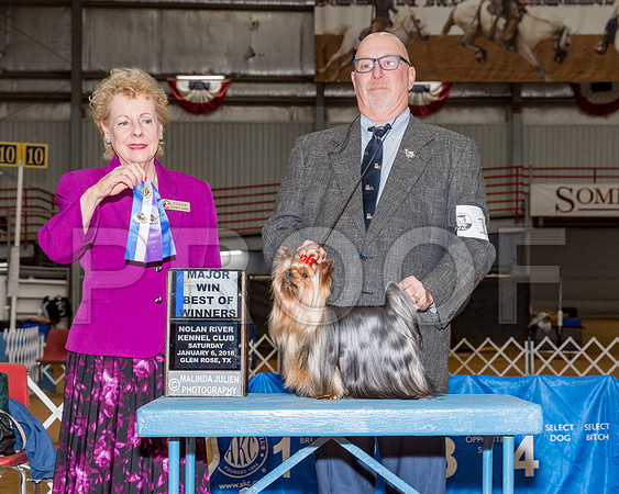 Yorkshire Terrier #11 Sat BOW Maj Hinds Bill Judge Mrs Tomas Gomez-_CL_8011