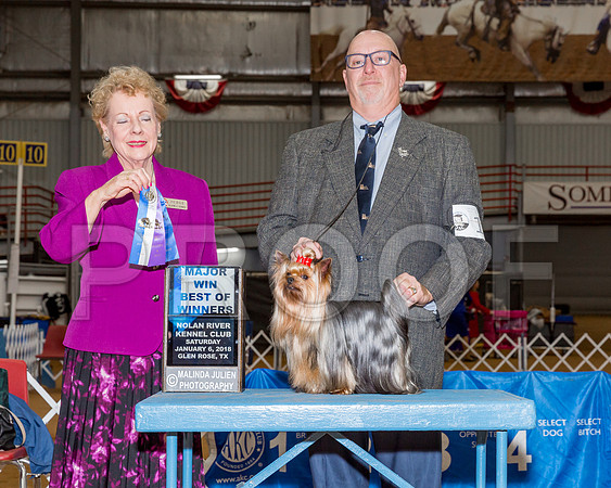 Yorkshire Terrier #11 Sat BOW Maj Hinds Bill Judge Mrs Tomas Gomez-_CL_8012