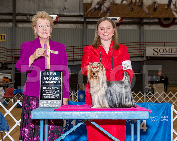 Yorkshire Terrier #8 Sat NG Shute Michele Judge Mrs Tomas Gomez-_CL_8009