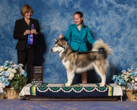 Alaskan Malamute #10 Sat WB Moore Stacey Judge Mrs Grace Fritz
