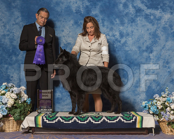 Belgian Sheepdog #41 Fri WD Pat Goddard Betty Lisa Judge Mr Alberto Barrios-_ST_7895