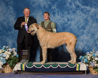 Irish Wolfhound #14 Sat WB Ritchie Judy Judge Mr Howard M Yost