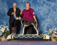 Saluki #6 Sat BOB Dunlea Sandra Judge Mr Howard Yost
